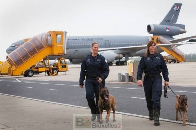 chiens sauveteurs avant le départ (crédit : MOD néerlandais)